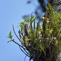 Dendrobium heterocarpum Wall. ex Lindl.